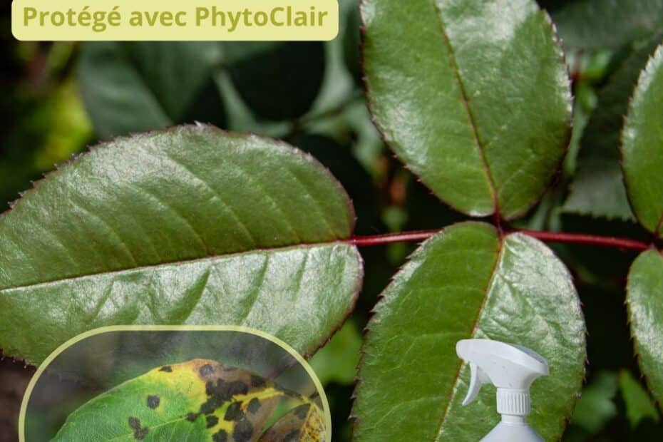 contre les maladies cryptogamiques : marsoniana, oïdium...