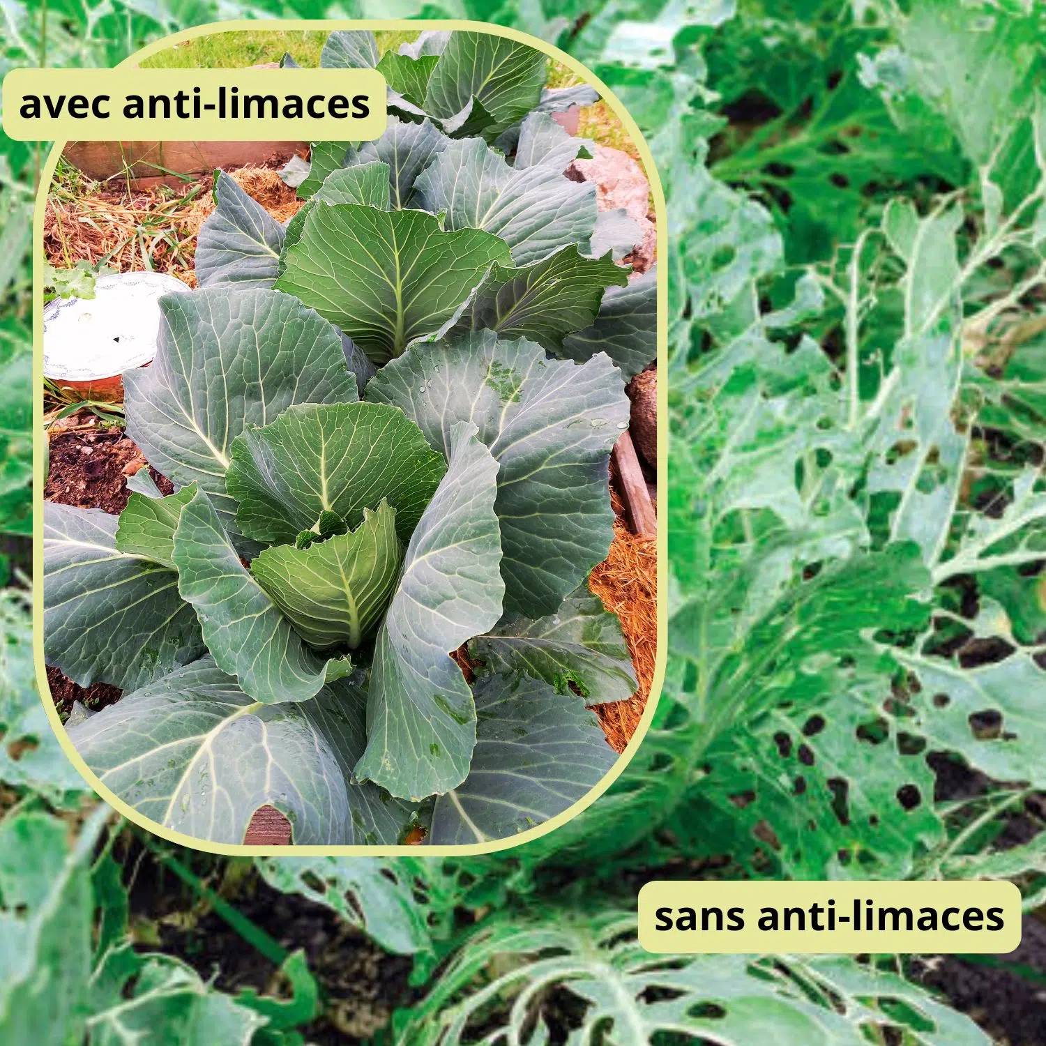 anti limaces bio efficace Alter Eden