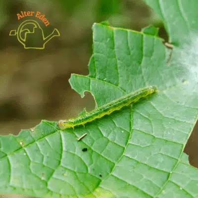 contre les chenilles - anti chenilles naturel