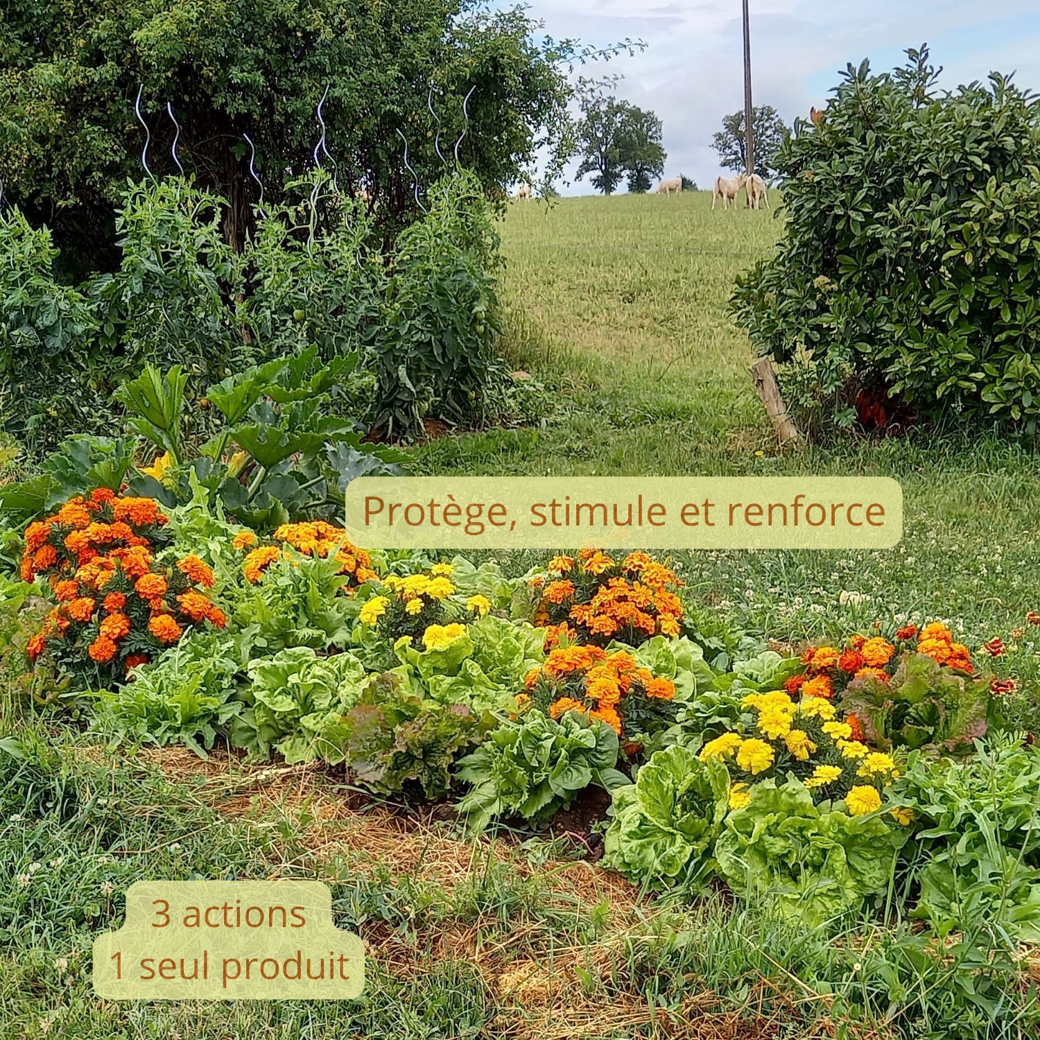 Biostimulant naturel pour plantes Alter Eden 3 en 1