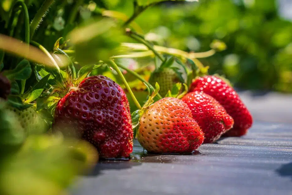 fraise nutrition Alter Eden