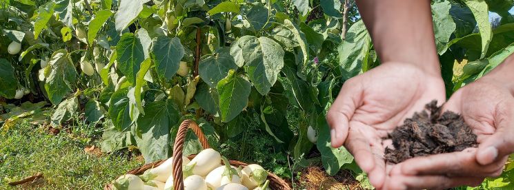 Biochar au jardin associé au compost et à la vie du sol