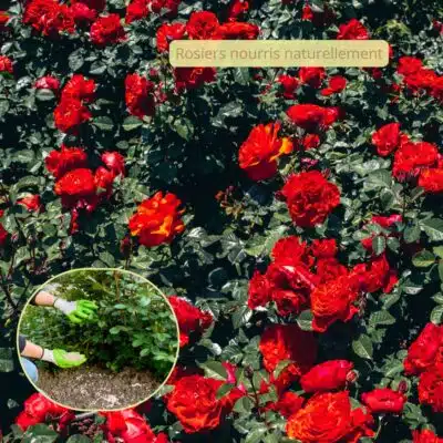 engrais rosiers organique Alte eden