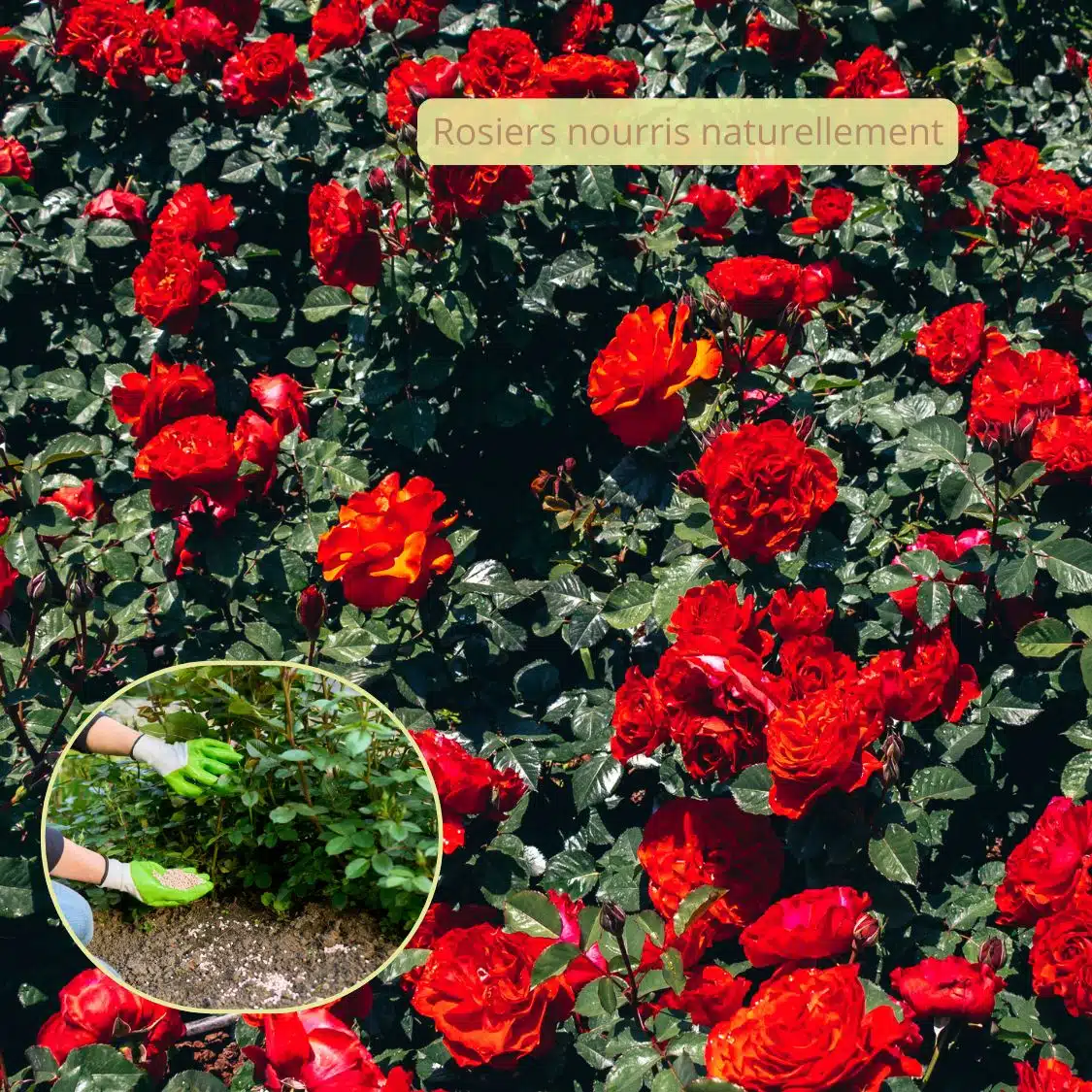 engrais rosiers organique Alte eden