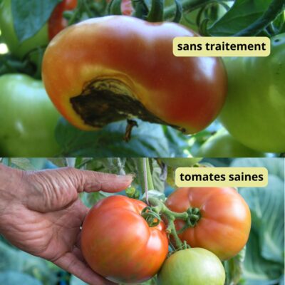Cul noir de la tomate - Calcium marin Alter Eden