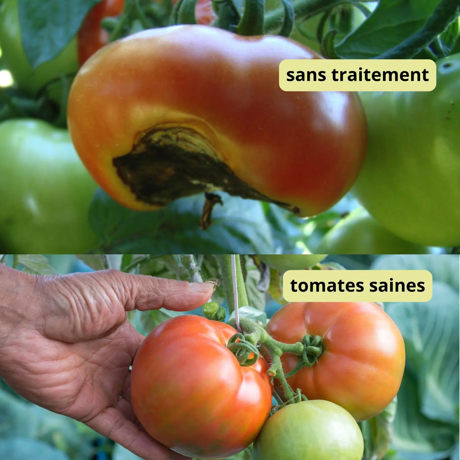 Cul noir de la tomate - Calcium marin Alter Eden