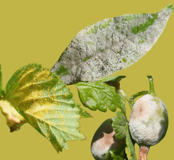 maladies plantes potager