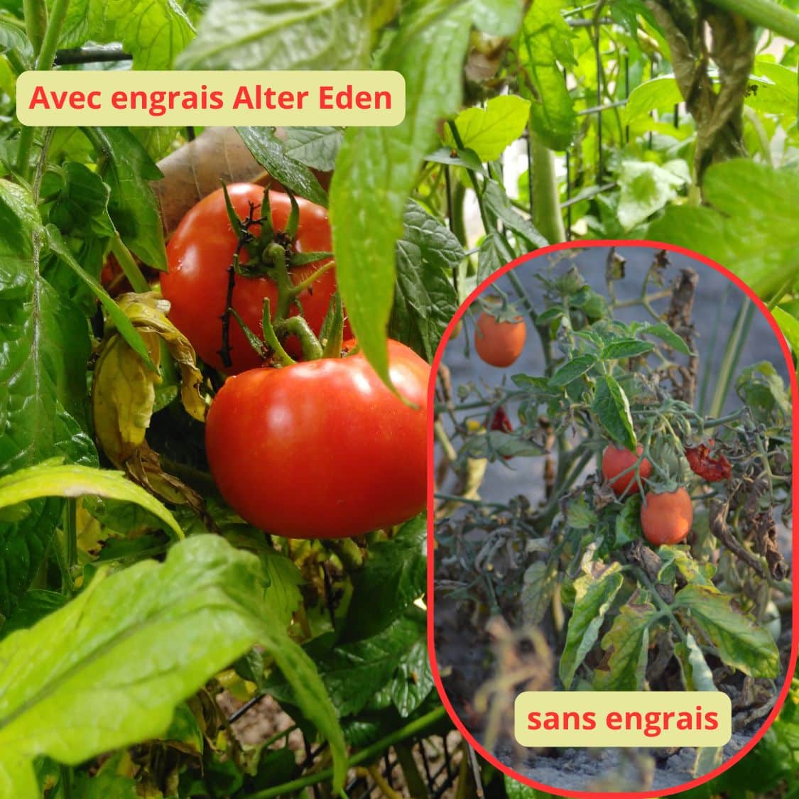 tomates avec engrais et sans engrais