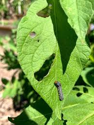 https://www.tallahassee.com/gcdn/presto/2022/03/31/PTAL/13afb955-58df-4059-88a6-0d3fc4d7cda2-armyworm-on-potato.jpg