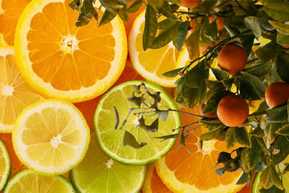 engrais agrumes choisir son engrais agrumes