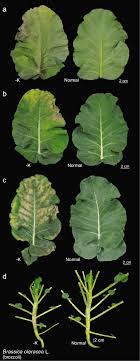 https://www.researchgate.net/publication/347860955/figure/fig1/AS%3A1015551598014464%401619137777237/Potassium-deficiency-symptoms-exhibited-on-Brassica-oleracea-L-broccoli-For-a.png