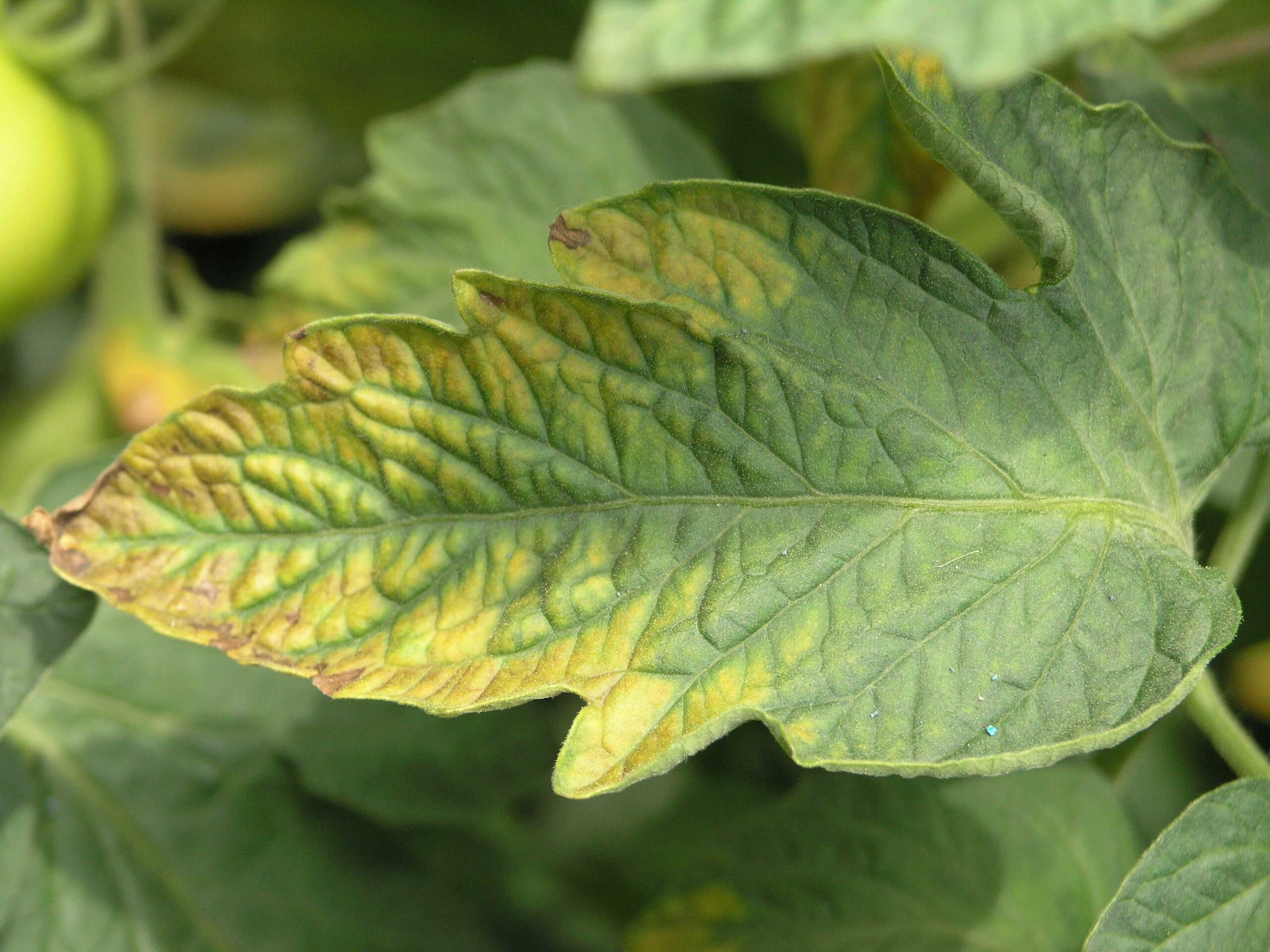 https://upload.wikimedia.org/wikipedia/commons/8/88/Tomate_Blatt_Kalimangel.jpg