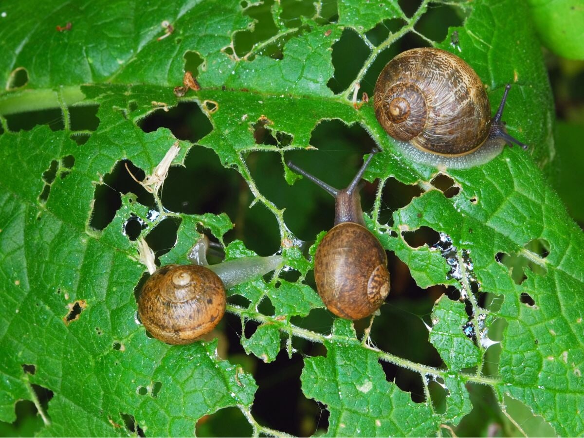 https://sowrightseeds.com/cdn/shop/articles/snails-leaf-damage-1694198227690_499772ba-1601-4fe6-af5c-786028ca9224.jpg?v=1694206708