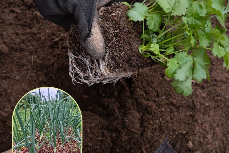enracinement des plantes
