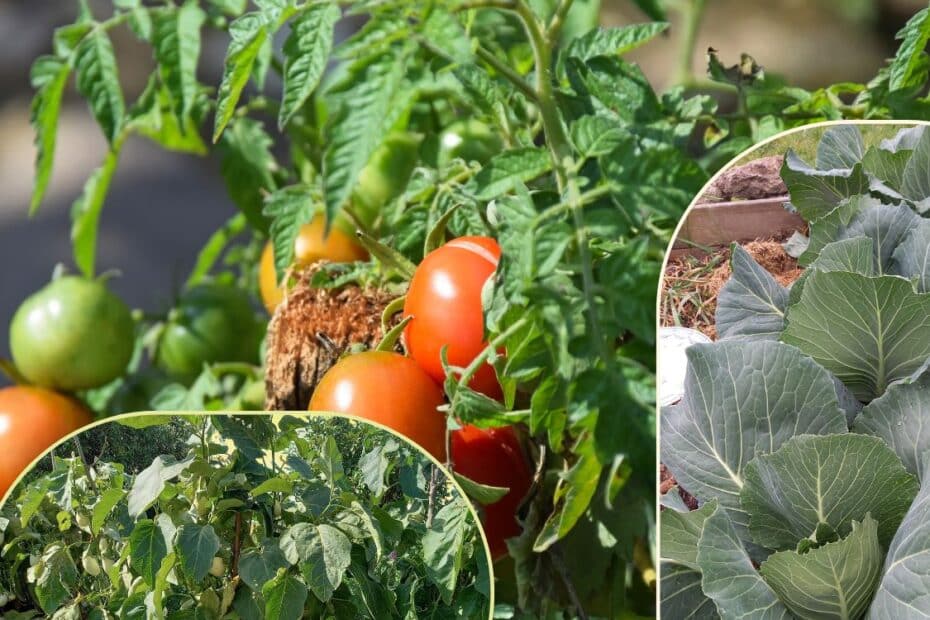 jardin sain et productif naturellement - Alter Eden