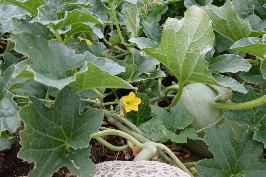 Pourquoi les acides aminés améliorent-ils la croissance des plantes ?