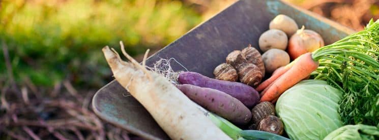 préparons le potager d'automne
