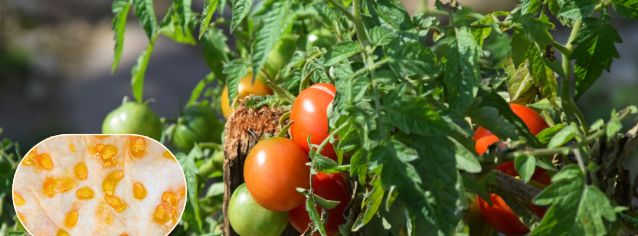 récolter ses graines pour un potager résistant à la chaleur
