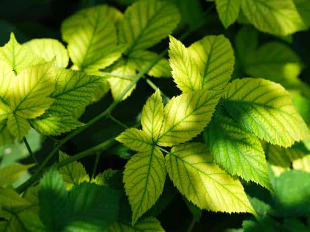 Carence en fer avec feuilles jaunes et nervures vertes.
