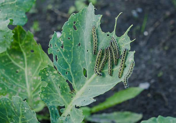 chenilles au jardin