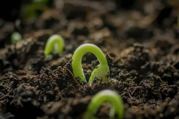 Améliorer naturellement la fertilité du sol