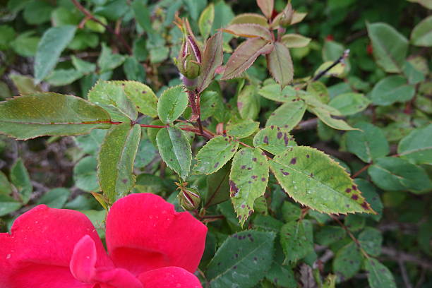 tache foliaire marsonia sur rosier