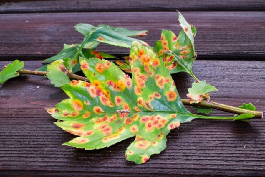 reconnaitre la rouille des plantes et savoir intervenir naturellement