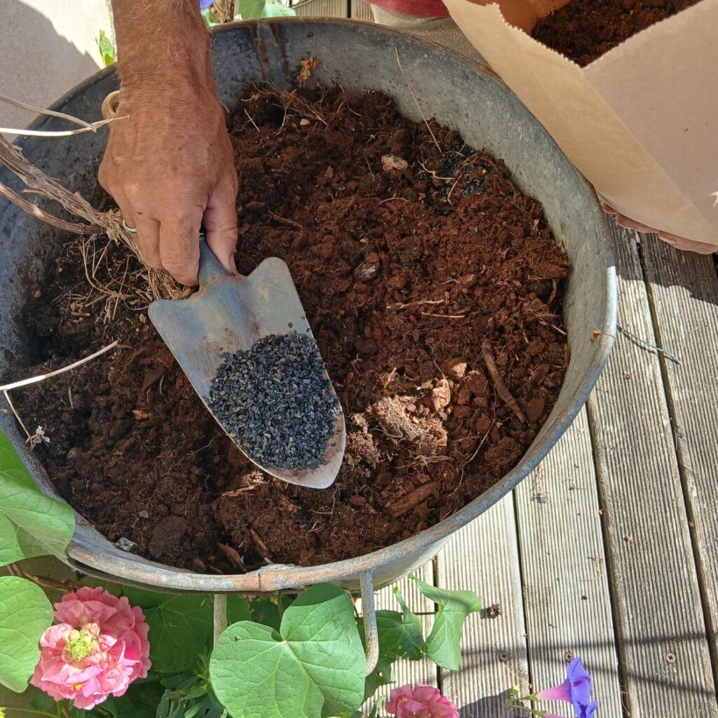 Biochar Alter Eden associé à du compost mûr avant incorporation au sol
