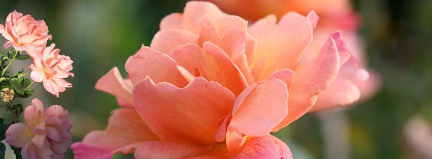 Quand le jardin souffre de la chaleur… les rosiers résistent