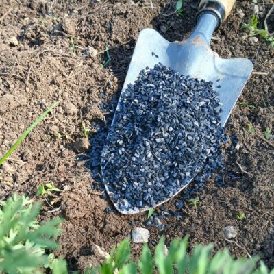 Biochar Alter Eden dans une pelle, prêt à être incorporé au sol